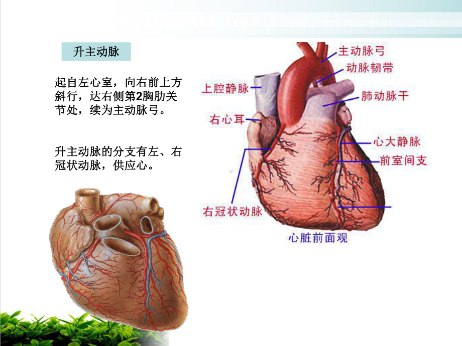 第二节血管体循环动脉课件.ppt_第3页