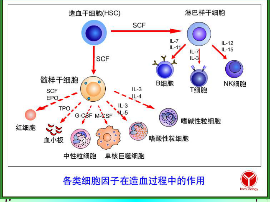 白细胞分化抗原与黏附分子教材课件.pptx_第3页