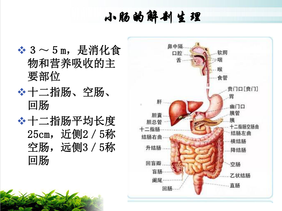 肠梗阻护理查房薄盼盼培训课程课件.ppt_第3页