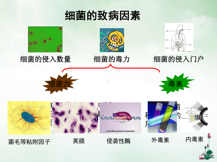 第四节细菌的致病性与感染优质讲课课件.ppt_第3页