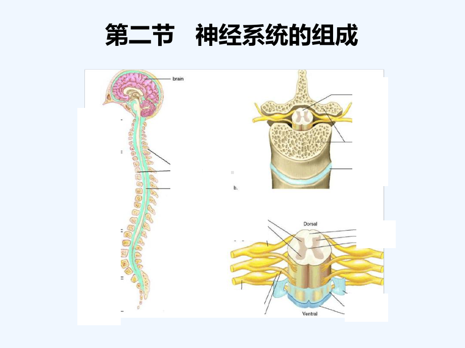 第二节神经系统的组成课件2.ppt_第2页