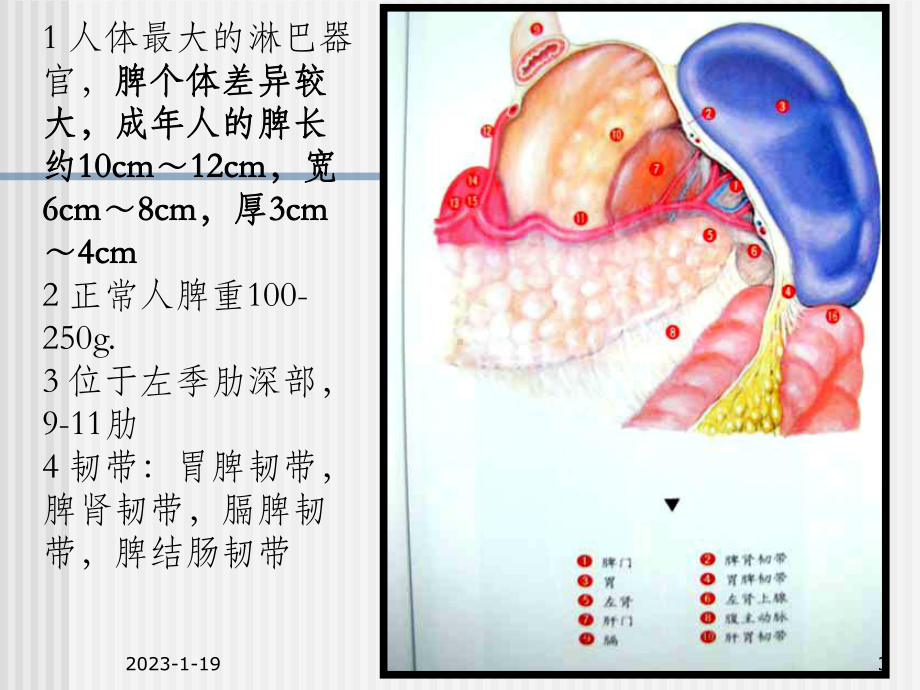 脾脏及脾脏疾病影像学表现课件.ppt_第3页