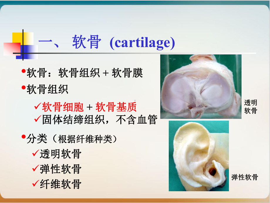 组织学之软骨和骨经典课件整理.ppt_第2页