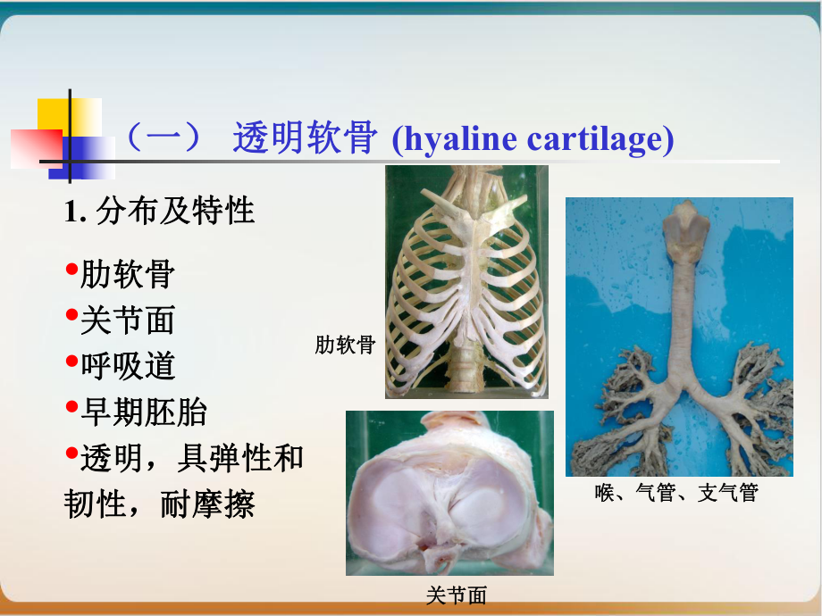 组织学之软骨和骨经典课件整理.ppt_第3页