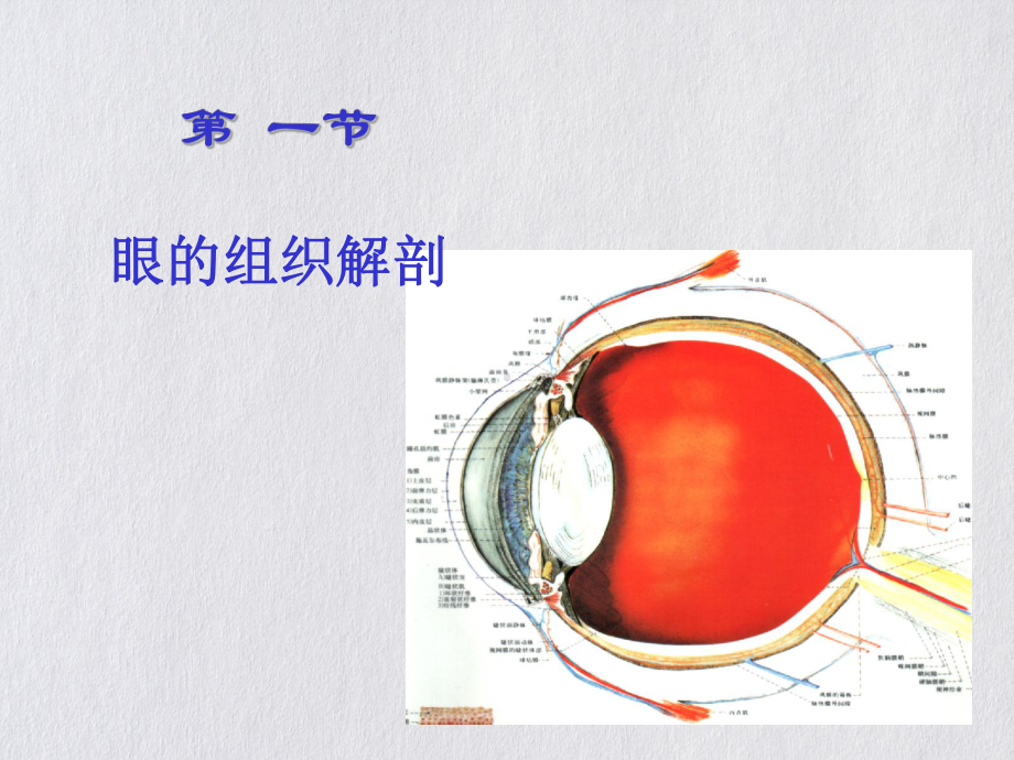 眼科学基础本科课件.pptx_第2页