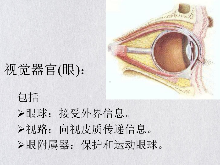 眼科学基础本科课件.pptx_第3页