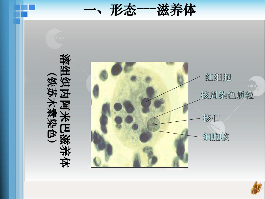 病原生物医学原虫阿米巴课件.pptx_第3页