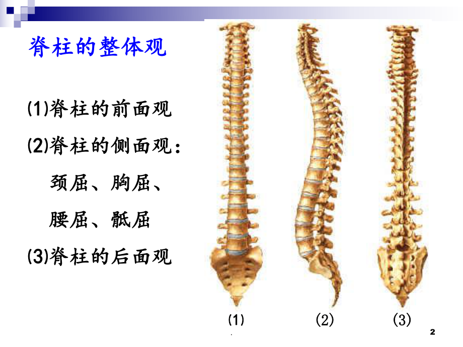 腰椎解剖课件.ppt_第2页