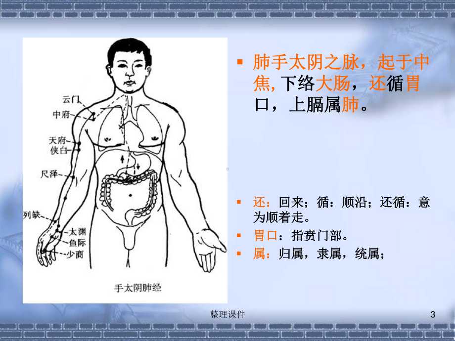 肺大肠经络腧穴课件.ppt_第3页