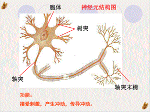 神经系统与神经调节时课件.pptx