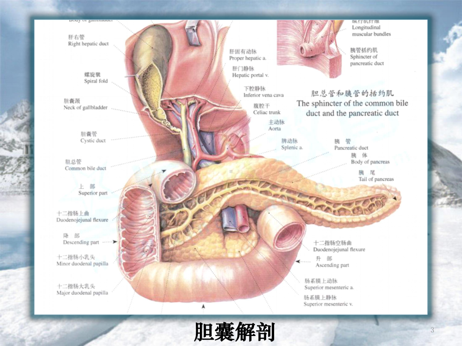 胆道疾病的超声诊课件.pptx_第3页