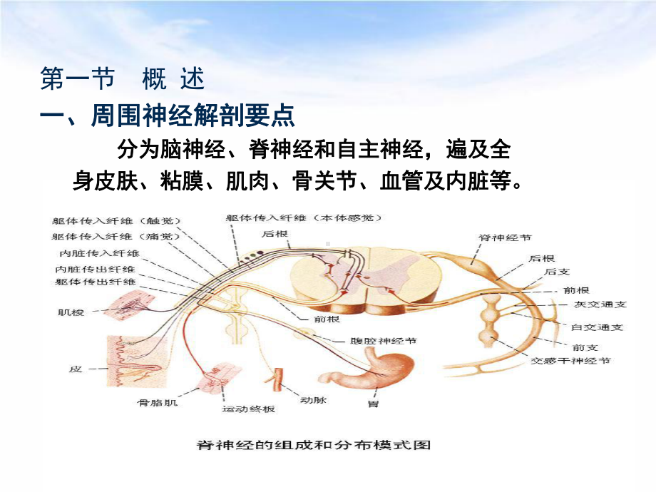 神经损伤的康复完整版课件.pptx_第3页