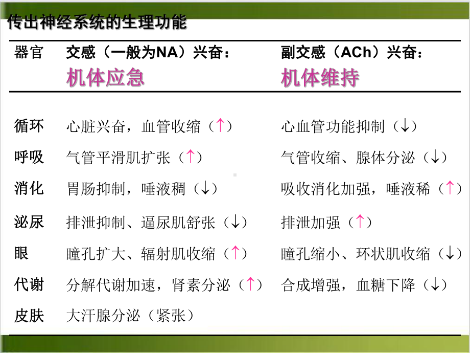 神经系统药理传出课件.pptx_第3页