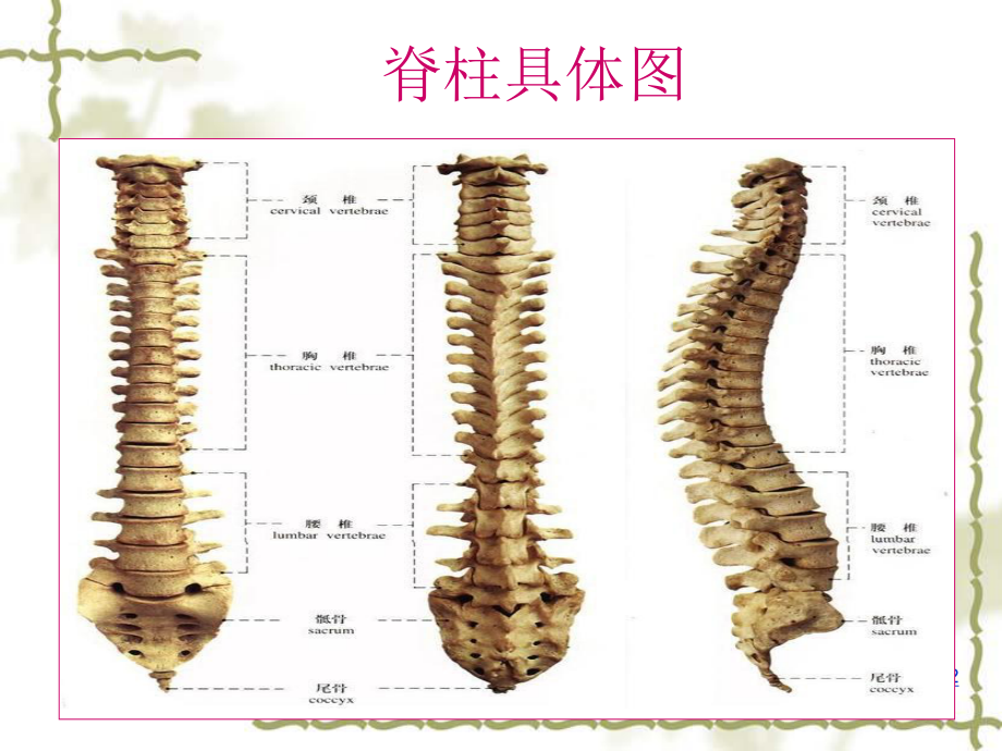 脊髓损伤平面的临课件整理.ppt_第2页