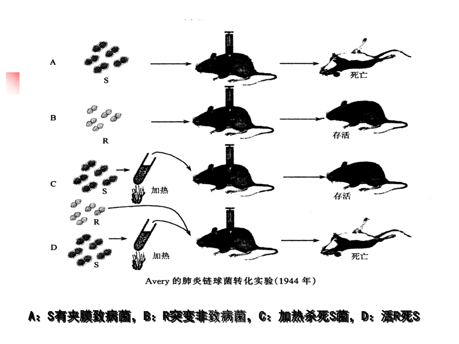 第三章+基因工程制药1节课件.ppt_第3页