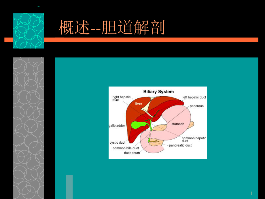 胆道解剖概述课件.ppt_第1页