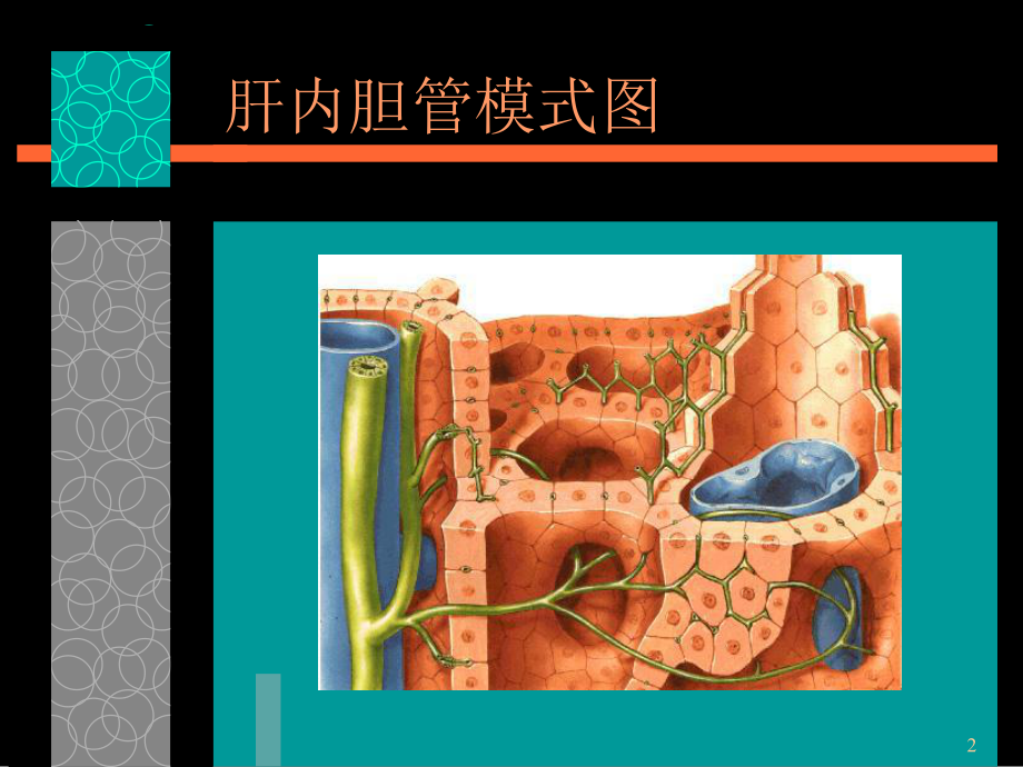 胆道解剖概述课件.ppt_第2页