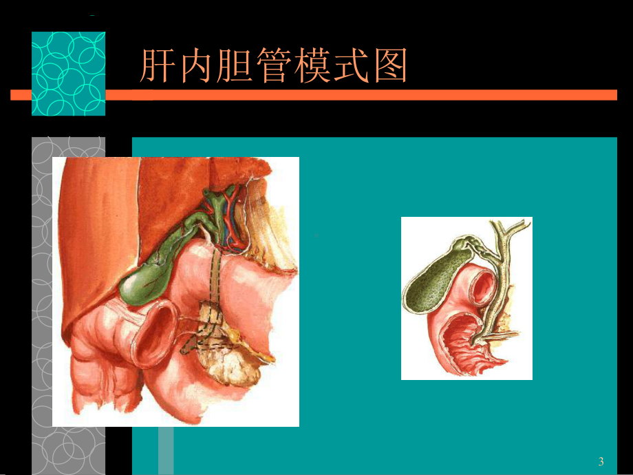 胆道解剖概述课件.ppt_第3页