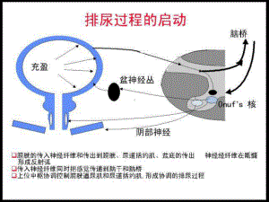 神经源性膀胱指南学习课件.pptx