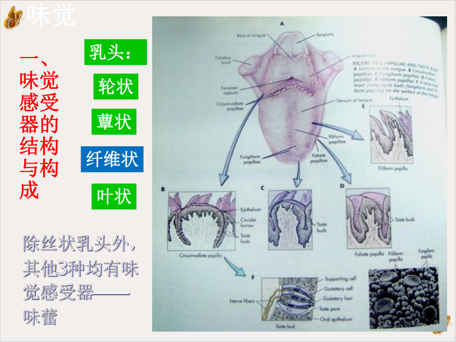 神经系统的感觉功能嗅味课件.pptx_第1页