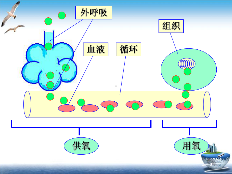 病理生理学缺氧实用课件.ppt_第3页