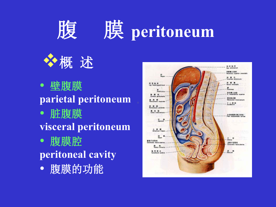 腹膜理论课修改课件.ppt_第1页