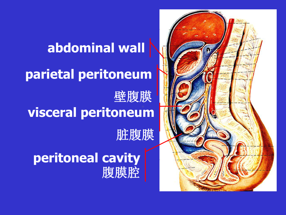 腹膜理论课修改课件.ppt_第3页