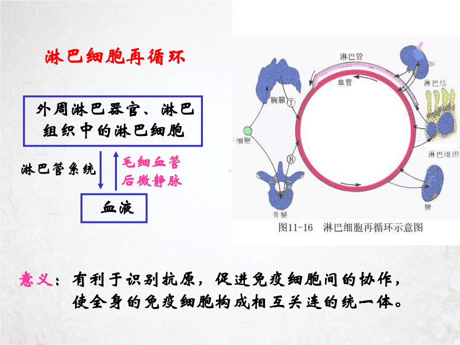 组织学与胚胎学免疫系统学生课件.pptx_第2页