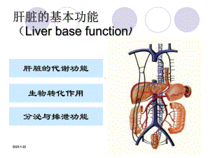 肝脏功能检查课件整理.ppt