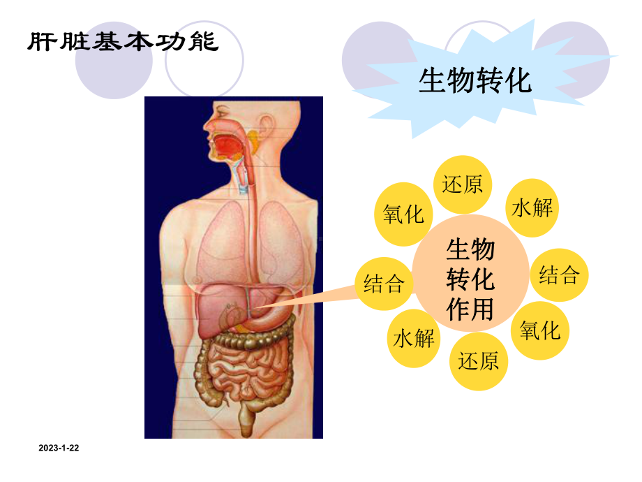 肝脏功能检查课件整理.ppt_第3页