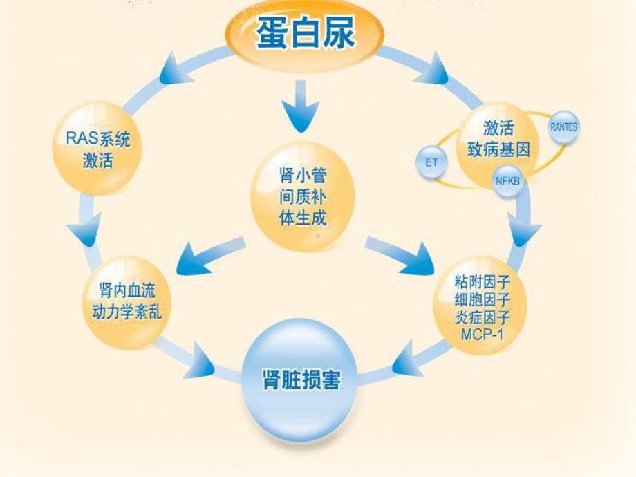 糖尿病蛋白尿的营养治疗实用版课件.ppt_第3页