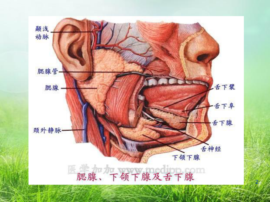 腮腺炎护理查房07课件.ppt_第2页