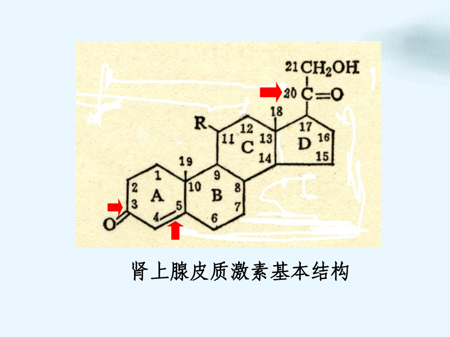 药理学肾上腺皮质激素类药物课件整理.ppt_第3页