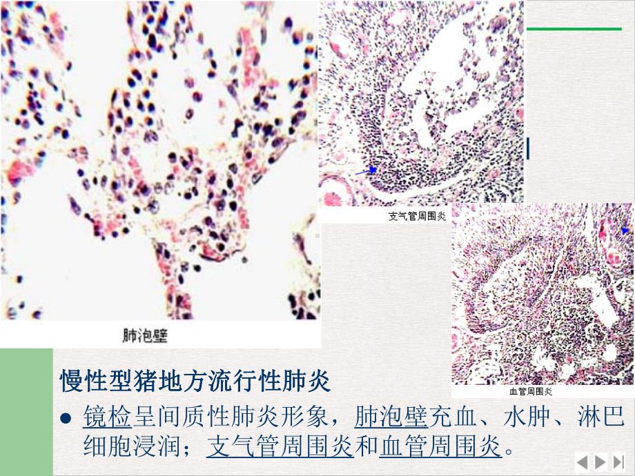 畜禽病理学(最新版)课件.pptx_第3页