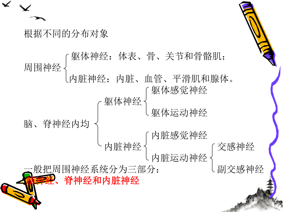 神经系统教案课件.pptx_第2页