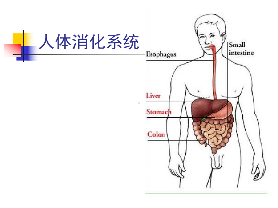 药物化学-第五章-消化系统药物-第一节-抗溃疡药药课件.ppt_第2页