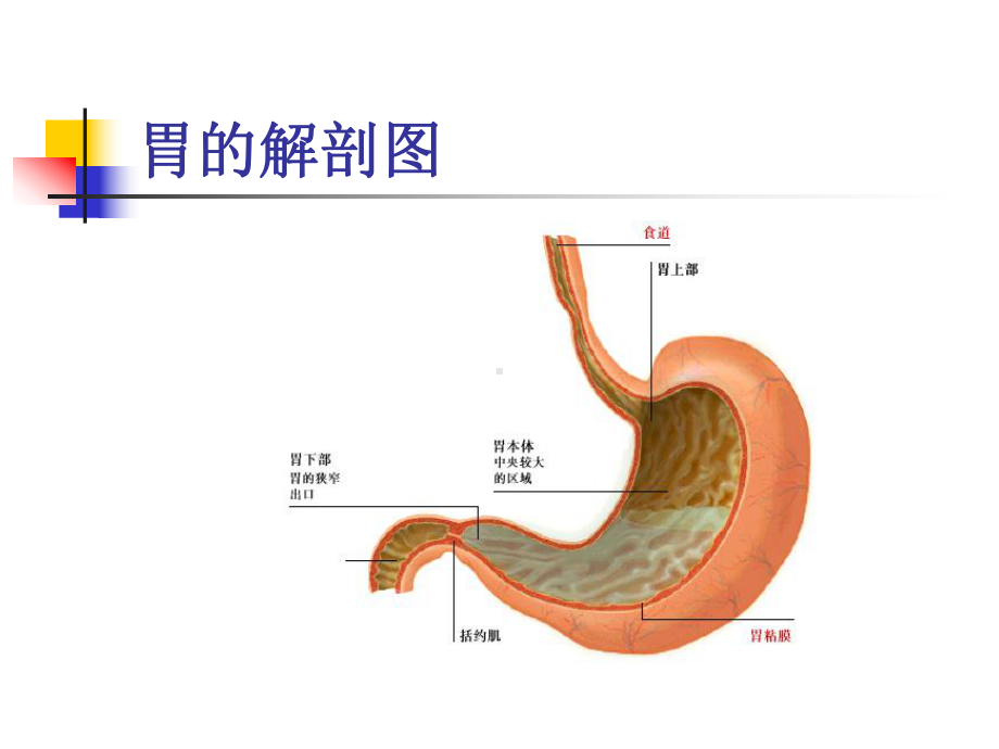 药物化学-第五章-消化系统药物-第一节-抗溃疡药药课件.ppt_第3页