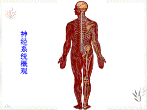 神经系统运动传导路课件.pptx