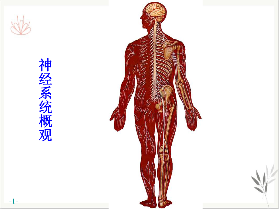 神经系统运动传导路课件.pptx_第1页