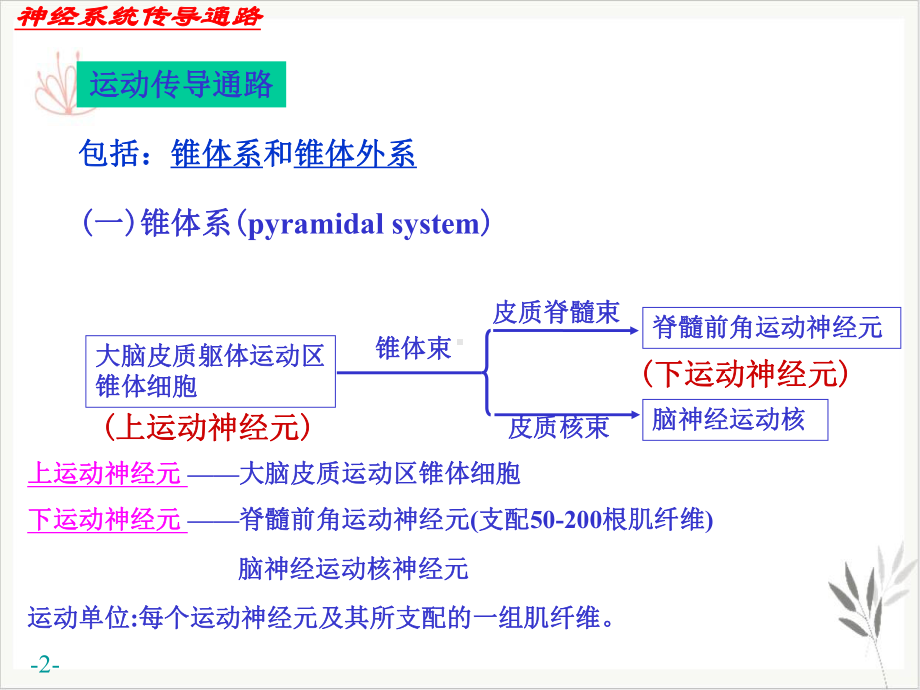 神经系统运动传导路课件.pptx_第2页