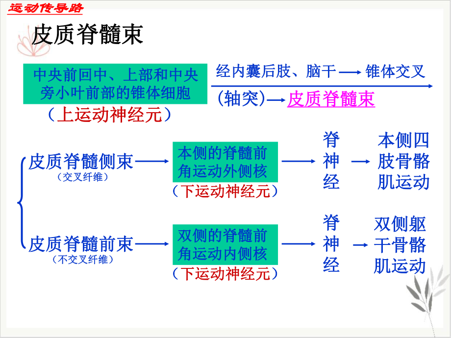 神经系统运动传导路课件.pptx_第3页