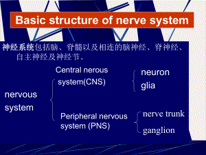 神经系统英培训课程课件.pptx