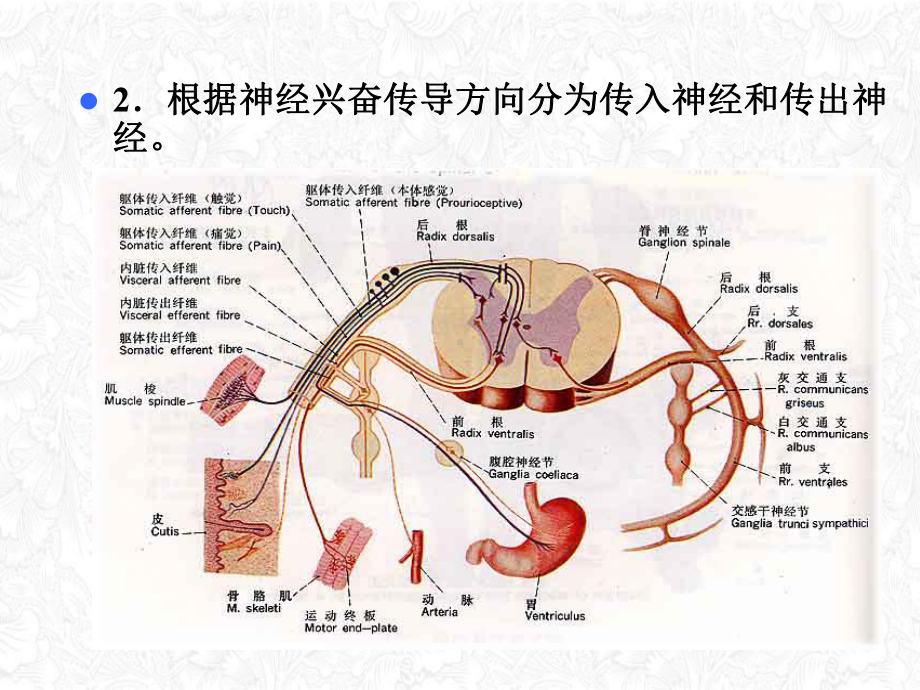 第一节神经系统及其整合功能讲课课件.ppt_第3页