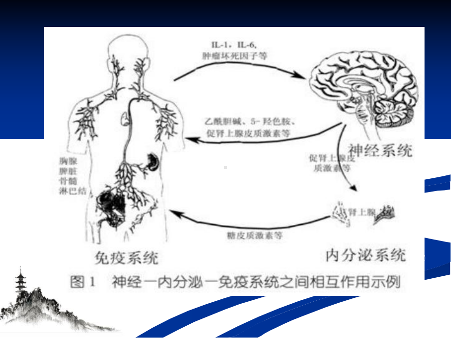 神经内分泌免疫系统课件.pptx_第2页