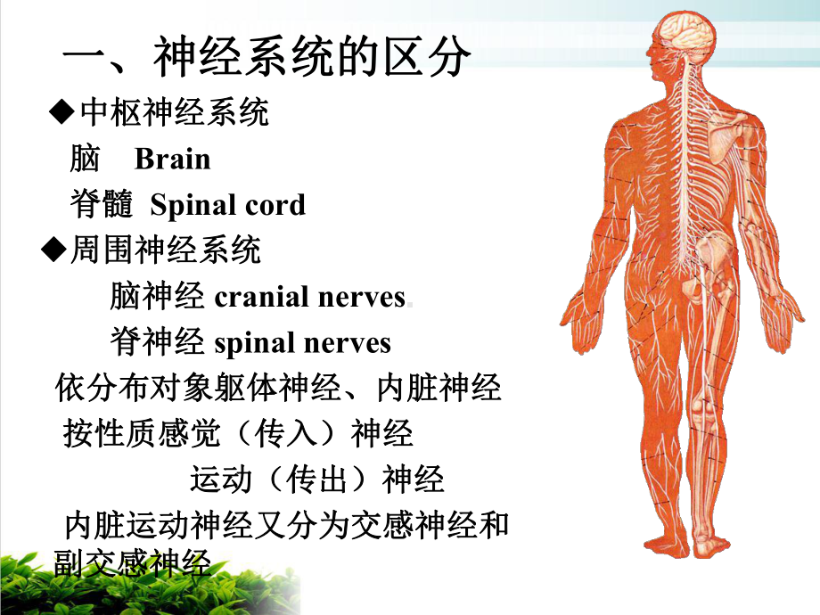 神经系统总论脊髓脑课件.ppt_第3页