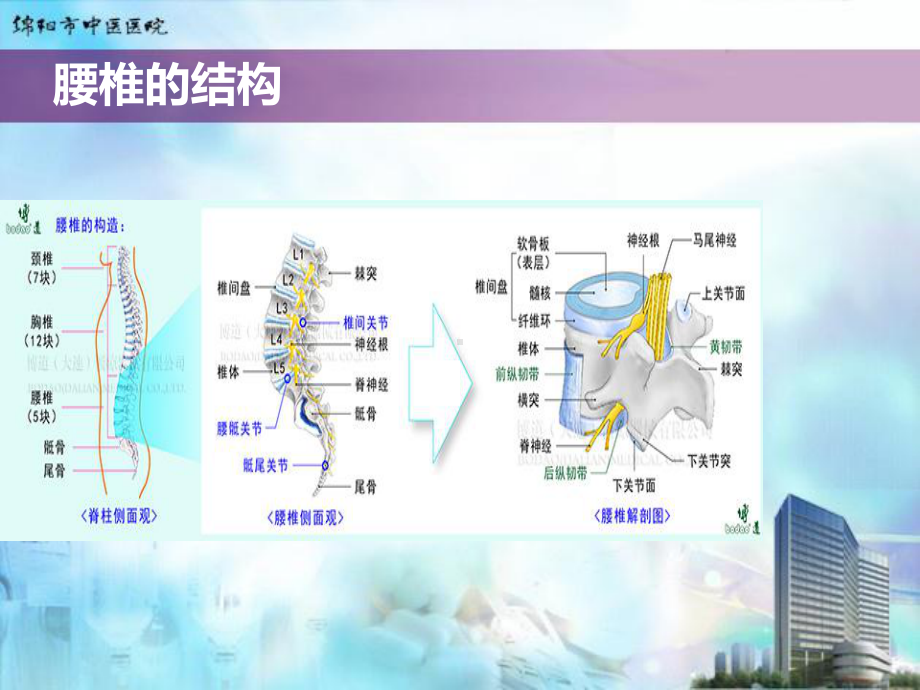 腰俞穴注射治疗腰椎间盘突出症课件.ppt_第2页