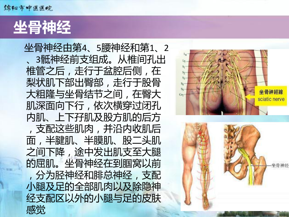 腰俞穴注射治疗腰椎间盘突出症课件.ppt_第3页