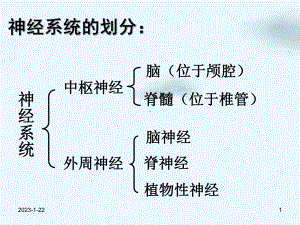 神经系统解剖和生理讲课课件.pptx