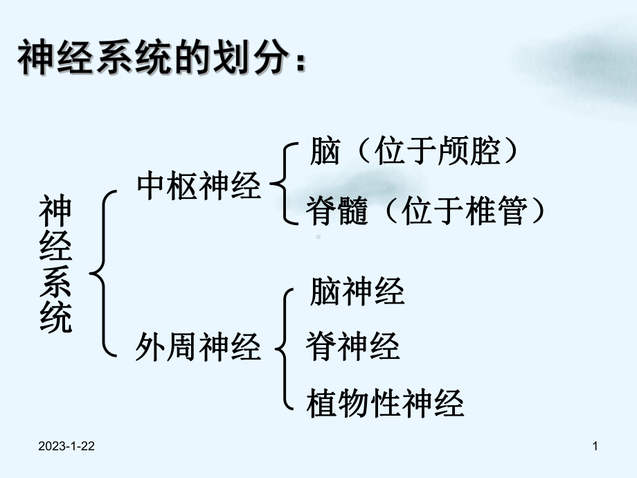 神经系统解剖和生理讲课课件.pptx_第1页