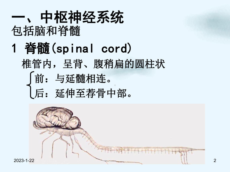 神经系统解剖和生理讲课课件.pptx_第2页